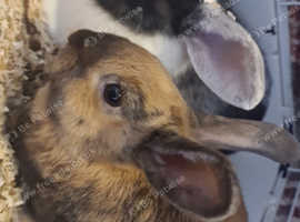 2 female rabbits 7 months