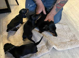 True small miniature dachshunds, black and tan