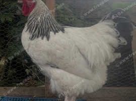 6X Premium Light Sussex Pure Breed Fertilised Hatching Eggs.