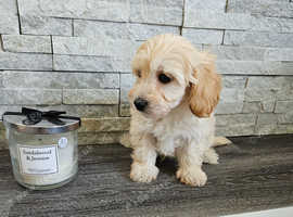 Health tested apricot maltipoo puppy