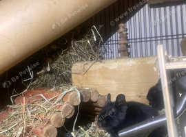 3 month old Male Degus