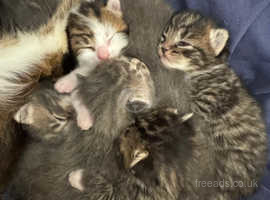 Kittens will be ready in June
