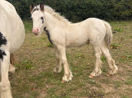 6 month old cob colt foal