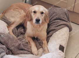 Female golden retriever (PLEASE READ)