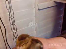 Brown Leghorn chicks SOLD
