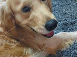 Golden Retriever female
