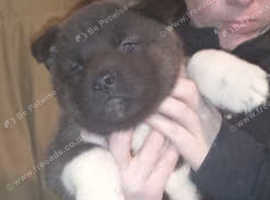 Beautiful Bear Headed American Akita Puppy On Sale in Birmingham B25 on