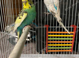 Lovely pair of budgies