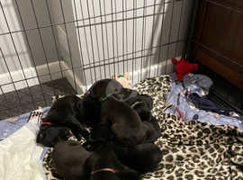 7 stunning Mastador puppies for sale (Labrador x Dogue de Bordeaux)