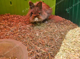 Angora x double maned lion head doe