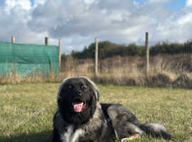 Beautiful Caucasian shepherd