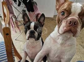 Two Boston Terriers for sale