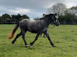 Class 1 Connemara gelding