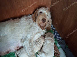 Italian spinone x standard poodle