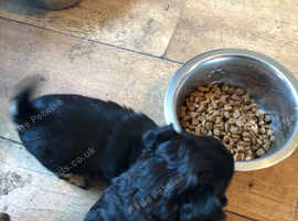 Fluffy Chihuahua In Bristol Pets For Sale Rehome Freeads