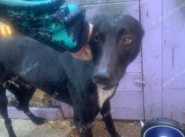 Collie bull greyhound
