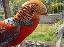 Golden Chinese pheasant