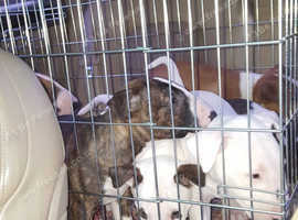English bull terrier puppies