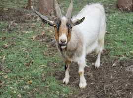Lovely Pygmy wether - surgically castrated