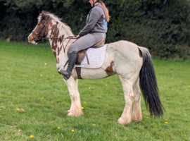 14hh coloured cob mare