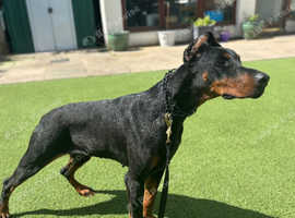 Doberman female