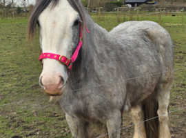 Stunning traditional cob for sale