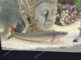 Albino Senegal bichir