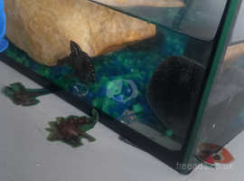 Baby Terrapin for sale