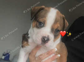 2 Alpha blue blood pups