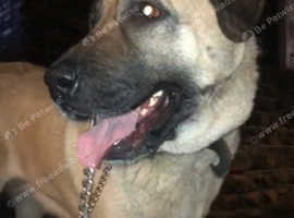 Turkish kangal Passport+health-Record