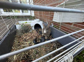 Dutch rabbit