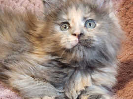Maine Coons kittens girls Reg.GCCF