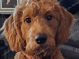 Labradoodle Dogs and Puppies in Mansfield Find Puppies and Dogs