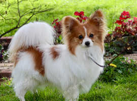 Papillon boy