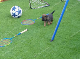 Beautiful Pedigree border terrier puppies