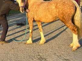 Riding Welsh palamino