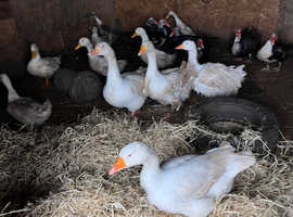 Different breeds of ducks for sale