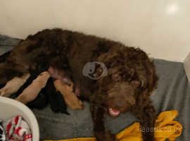 Adorable and READY FOR NEW HOMES Mini Labradoodles 3/4 mini poodle and 1/4 labrador