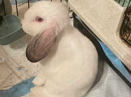 Vaccinates Sterilized quite lop