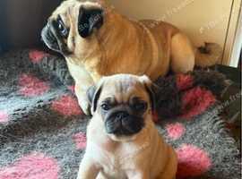 gorgeous litter of purebred Pug puppies