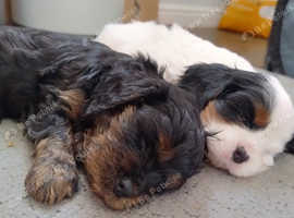 Cavalier King Charles spaniel cross puppies