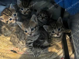 5 Kittens