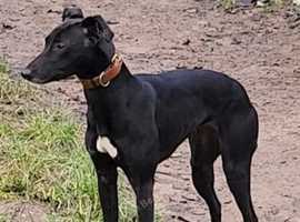Beddy whippet pup