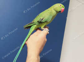Indian ringneck