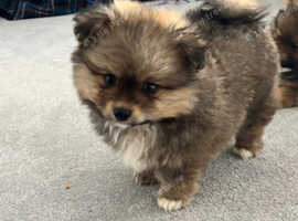 Miniature Pomeranian puppies