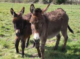 Young, healthy, friendly, mother and Daughter Donkeys.