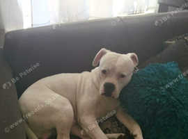 American bulldog free stud