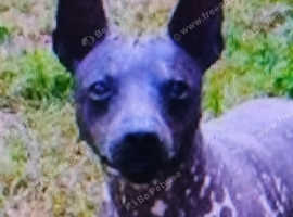 American hairless terriors needs a new home