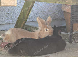Two female Bunnies