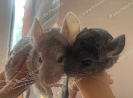 Two male chinchillas for sale. Baby and young dad